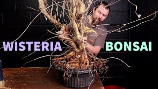 Starting a Wisteria Bonsai Masterpiece [upl. by Lenoel884]