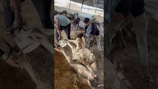 COW SERVICE IS THE SAME SERVICE TO GOD  COW COWLOVER ANIMALS TRENDING SHORTVIDEO GAUMATA [upl. by Vesta668]