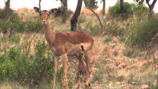 Newborn Impala in Dinokeng Game Reserve [upl. by Meryl]