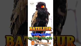 🦅Bateleur facts distribution amp population  BioDB biodb birds reels shorts fyp animals [upl. by Ramel]