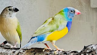 Lady Gouldian Finch Genetics and Breeding [upl. by Schlesinger]