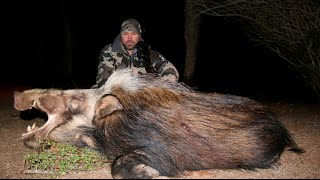 HUNTING BUSH PIGS IN SOUTH AFRICA [upl. by Lezned]