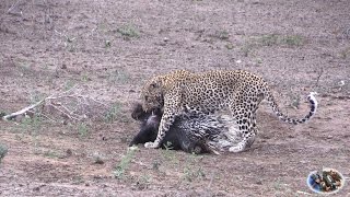 Porcupine vs Leopard Porcupine Hits Back With Quills [upl. by Astiram]