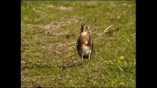 Björktrast  Turdus pilaris  Fieldfare  ljudsound [upl. by Lyrahc137]