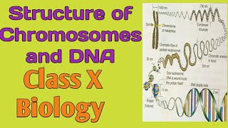 Structure of Chromosomes and DNA Types of Chromosomes Class X and XII Biology [upl. by Erle]