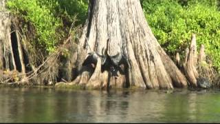 Wakulla River Florida Jungle River Cruise Boat Ride [upl. by Nnaeinahpets628]