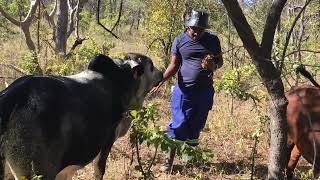 Farming Zimbabwe Overlow Farm MhondoroNgezi Feeding Cattle Dichrostachys Cinerea Mupangara Shona [upl. by Echikson247]