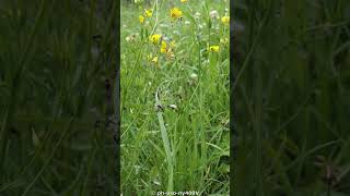 Kozieradka pospolita i pułapka na mrówki  Trigonella foenum graecum shorts insects owady [upl. by Cybill]