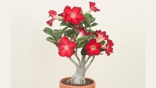 Desert Rose Plant How to Grow Desert Rose and Adeniums [upl. by Ajnot540]