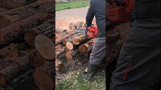 Бензопила производство  Италия Chainsaw Oleomac GS650 35кВт chainsaw бензопила [upl. by Jeconiah624]