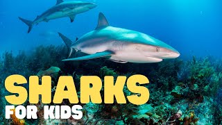 Sharks for Kids  Learn all about these big fish [upl. by Antonio]