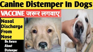 Canine Distemper Treatment  CD Treatment  Distemper In Dogs  Canine Distemper In Dogs  dogs [upl. by Amar]