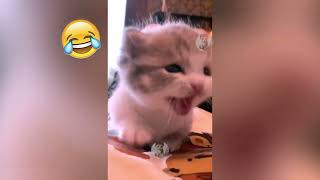 You Laugh You Lose 🤣  Funniest Dogs and Cats 2023 😺🐶 83 [upl. by Nodnal]