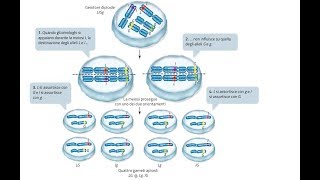 6GENETICA Terza legge di Mendel amp Testcross per il Test di Medicina [upl. by Atiken]