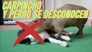 Carpincho ATACA a perro ❌a besos carpincho [upl. by Ymmas]