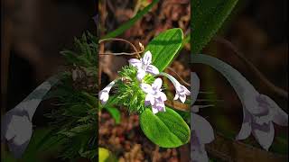 Asperula arvensis Rubiaceae family nature forestflower trending flowers garden natureforest [upl. by Fae]