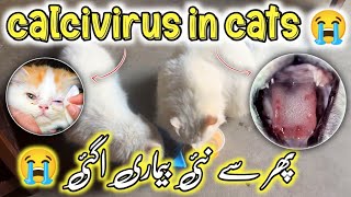 Calcivirus In Cats🦠Deadly Virus in Cats 😭 how to save cats from calici virus  symptoms amp treatment [upl. by Giralda]