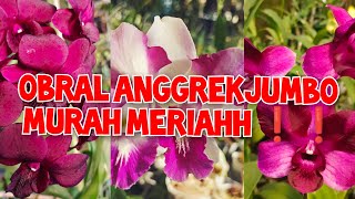 Obral live sale anggrek Dendrobium vanda gigantea bulan murce ada GIVE AWAY🥰no admin 085782741417 [upl. by Airal933]