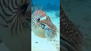 Nautilidae viralshort diving fishtank wildlife scubadiving fishaquarium nature aquatic [upl. by Towill]