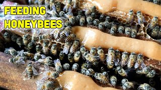 Feeding Honeybees to Prepare for the Winter [upl. by Dewayne3]