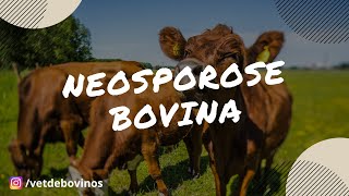 Neosporose Bovina 020 [upl. by Aiuqes]