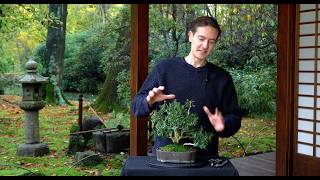 Making a Buxus Bonsai  Part II [upl. by Ashia]