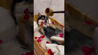 Rose spa🌹littlemanyu dogsofttiktok cute shiba shiba asmr [upl. by Ahsets210]