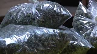 LASD Narcotics Bureau Seized 61 Million Dollars’ Worth of Marijuana [upl. by Ilhsa]