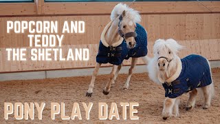 POPCORN MEETS TEDDY THE SHETLAND  PONY PLAY DATE [upl. by Ordnagela]