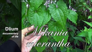 Bitter vine Mikania micrantha [upl. by Nerrawed18]