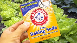 10 Amazing Uses of Baking Soda in the Garden [upl. by Aihsetan]