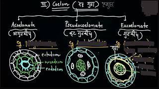 Coelom acoelomate psudocoelomate eucoelomate [upl. by Serg461]