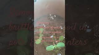 Removing brittleness of soil in winter pots plants gardening gardeningtips [upl. by Nalhsa]