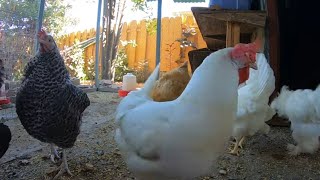 Backyard Chickens Long Video Sound Noises Hens Clucking Roosters Crowing [upl. by Smoht]