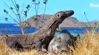 KOMODO DRAGON eats wild BOAR  beautiful nature scenery 1080p hd [upl. by Adnalram371]