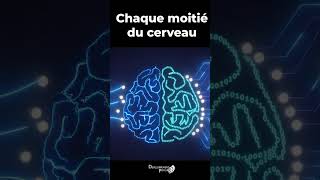 Faits fascinants sur le cerveau neuroscience développement personnel [upl. by Eanom98]