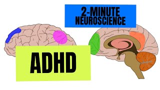 2Minute Neuroscience ADHD [upl. by Ullund542]