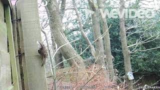 Treecreeper Nest Video 1 [upl. by Adner42]