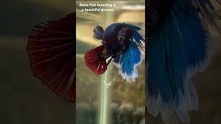 Results of betta fish breeding🤩🙀 shorts bettafish breeding [upl. by Lucie]