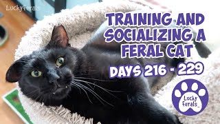 Training And Socializing A Feral Cat  Part 23  Days 216 229  Cat Video Compilation [upl. by Ongineb760]