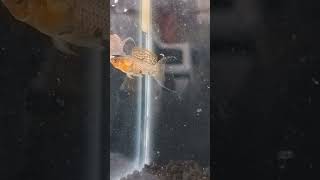 SAILFIN MOLLYkolathuraquariumfishexoticfishesmollytankmollymollyfishbreedingmollyviralvideo [upl. by Leduar]