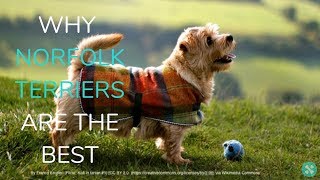 Why Norfolk Terriers Are The Best [upl. by Repohtsirhc]