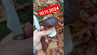 Listopadowe Borowiki borowiki grzyby grzybobranie grzyby2024 grzybobranie2024 fungi mushroom [upl. by Montague127]