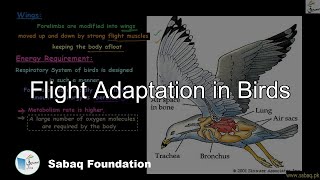 Flight Adaptations Biology Lecture  Sabaqpk [upl. by Christoforo]