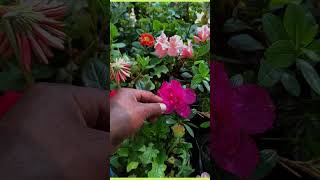 Azalea plant care tip and buy [upl. by Cuthbertson]