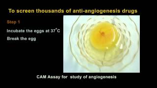 Antiangiogenesis drug screening [upl. by Allicsirp]