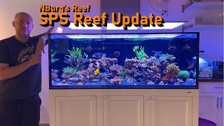 NBurgs Reef SPS Tank 8Month Update January 2024 [upl. by Mcafee]