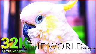 THE WORLD OF BIRDS in 32K ULTRA HD  with Relaxing Music SUNSHINE [upl. by Robbie]