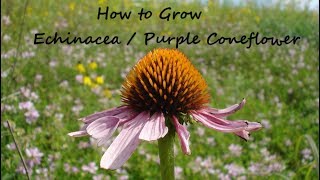 How to grow Echinacea from Seed Purple Coneflower Echinacea Purpurea [upl. by Viki]