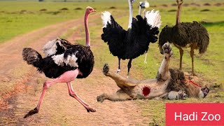 Ostrich counterattack mad lion attack and the end  Hadi Zoo [upl. by Marduk]